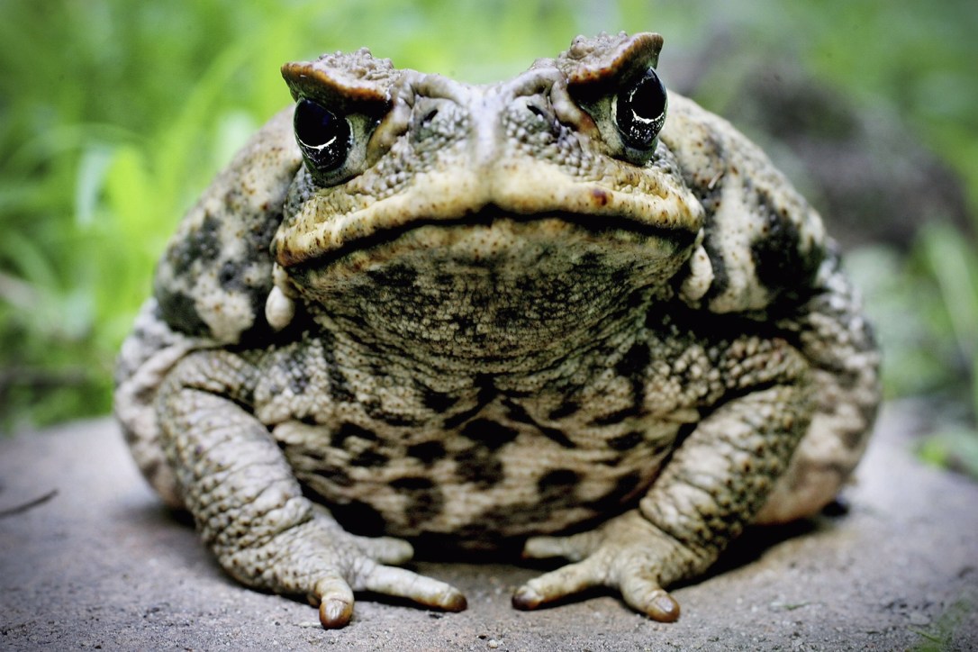 under-toad
